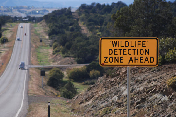 CO: Wildlife Detection System Project